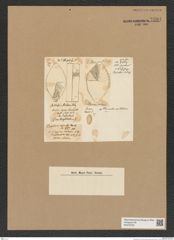 Diatomeae indet. Zeichnungen Sammlung Grunow Nr. 7591 (NHMW-BOT-W0376752)